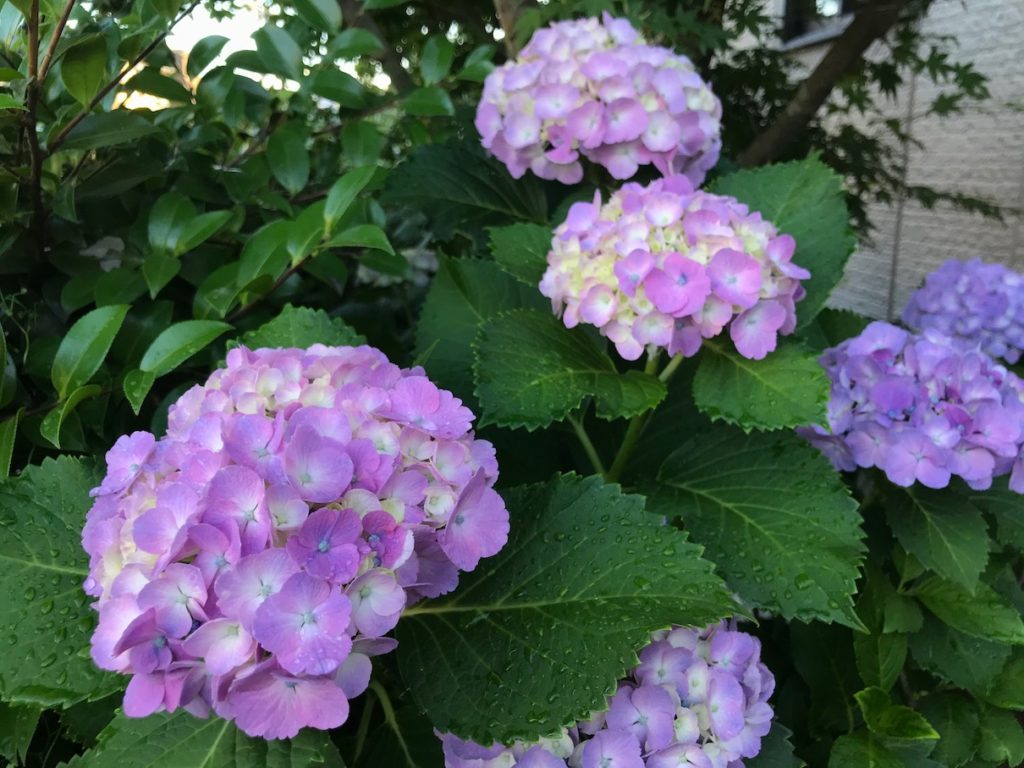 276 自宅の紫陽花とブルーベリー 鹿児島に住む関西人のブログ